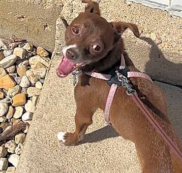 Photo of Bella Boo