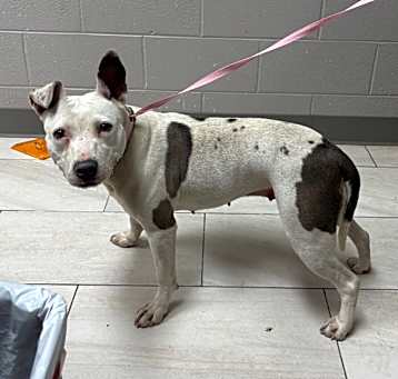 Photo of Piper