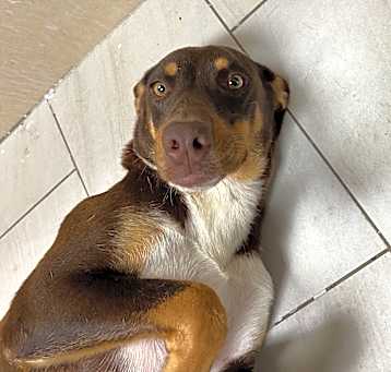 Photo of Brownie