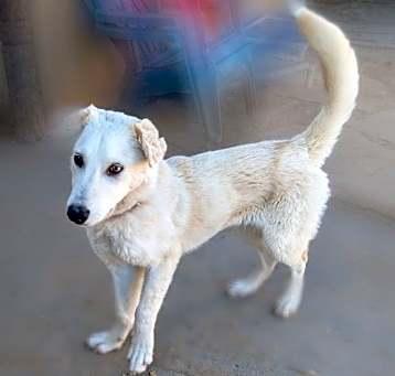 Photo of ARCHIE