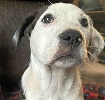 Photo of Patches