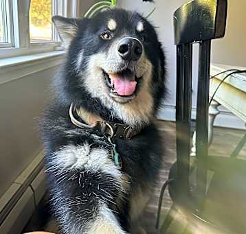Photo of Loki