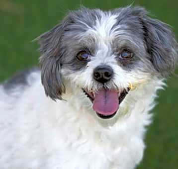 Photo of Bitsy