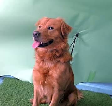 Photo of SIMBA