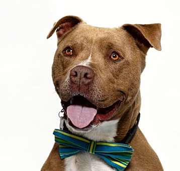 Photo of BOSCO