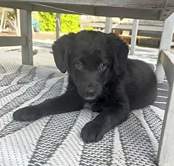 Photo of Millie