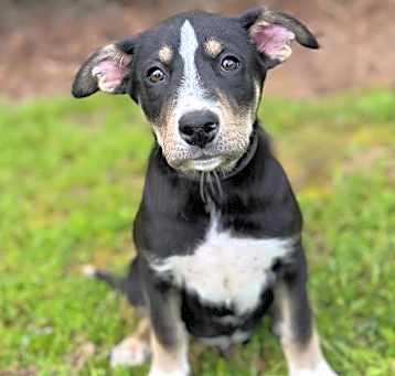 Photo of Shadow