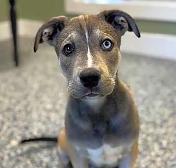Photo of Dewey