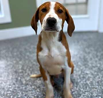 Photo of Yeller