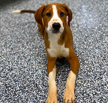 Photo of Copper