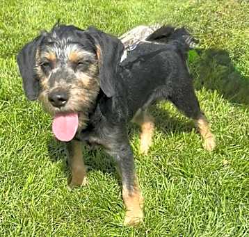 Photo of Cereal-Labradoodle/Beagle Puppy