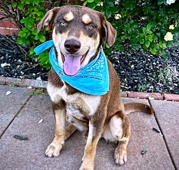 Photo of Copper