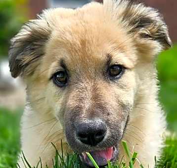 Photo of Gertie