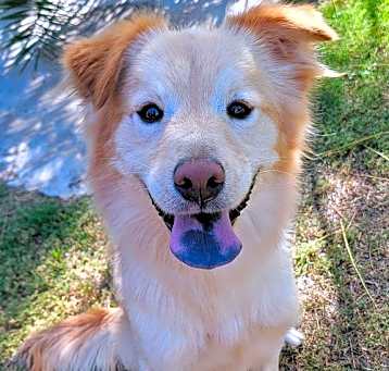 Photo of Ruff