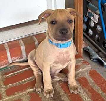 Photo of Jax
