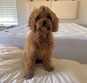 Photo of Blu