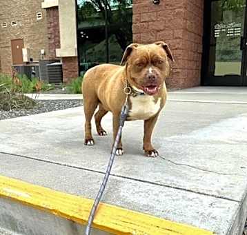 Photo of Dixie