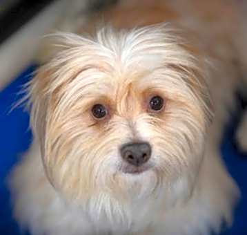 Photo of Ziggy