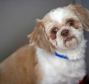 Photo of Yankee