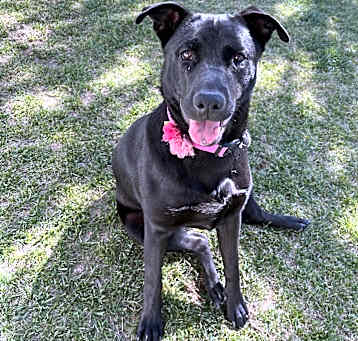 Photo of Ruby
