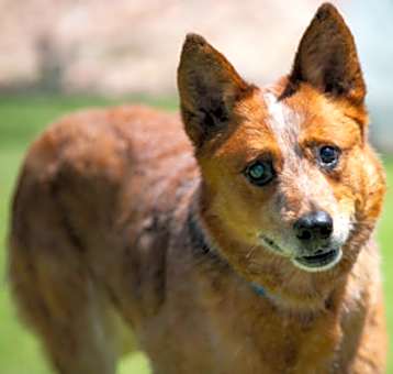 Photo of Kozo
