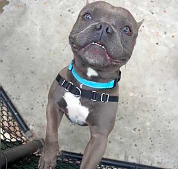 Photo of ANGUS