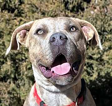 Photo of Stunning Ms Zia ~ Exquisite American Bully !