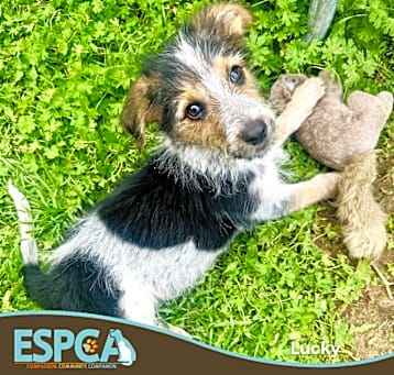 Photo of Lucky