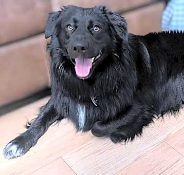 Photo of 25-032 Bojangles “Bo”