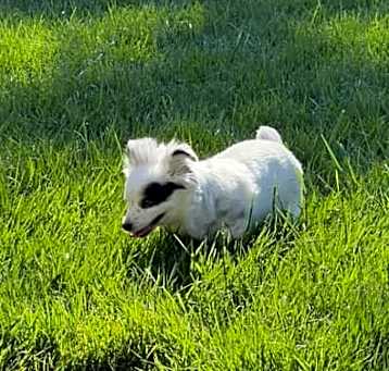 Photo of Daisy