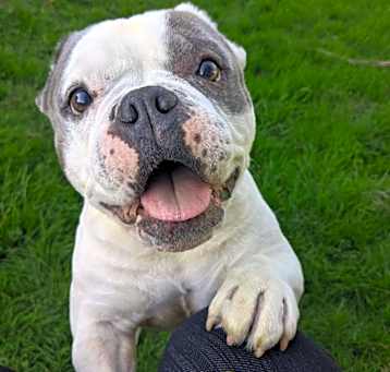 Photo of Miss Squish Muffin - AVAILABLE