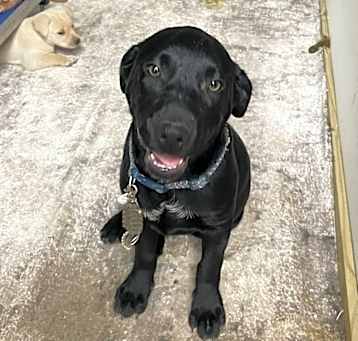 Photo of Theo (SC Labs)