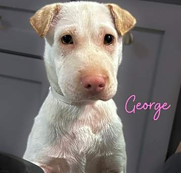 Photo of George