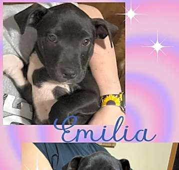 Photo of Mama Emberlee's Pups
