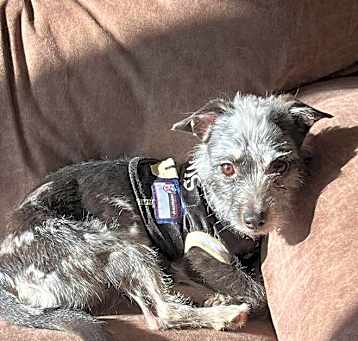 Photo of Baxter