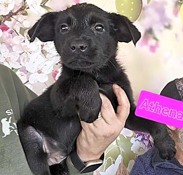 Photo of Athena