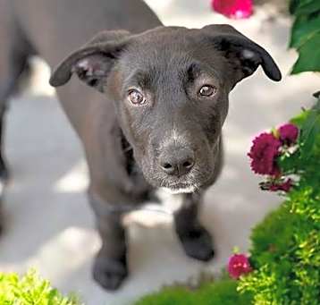 Photo of Glee Pup - Giggles