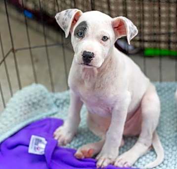 Photo of Cajun Pup - Graton