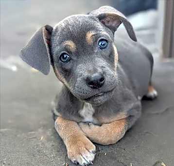 Photo of Cajun Pup - Roux - Adoption In Process