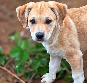 Photo of Tampa Pup - Palma