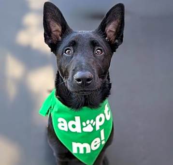 Photo of Baby Face - Adopted!