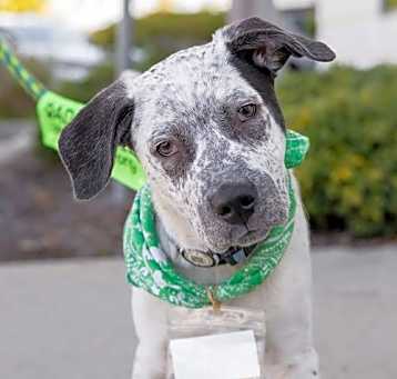 Photo of Frosty - Adopted!