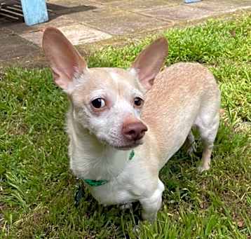 Photo of Hot Dog 12923