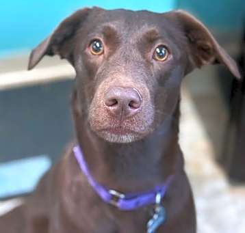 Photo of Indy
