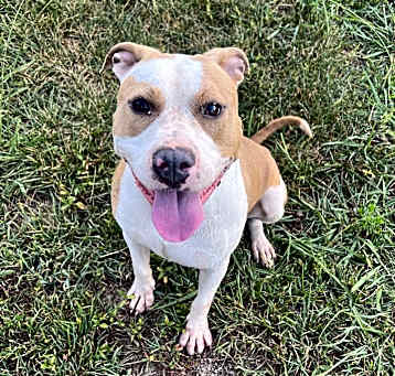 Photo of Bindi
