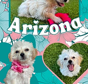 Photo of Arizona