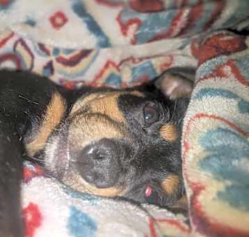 Photo of Pedro