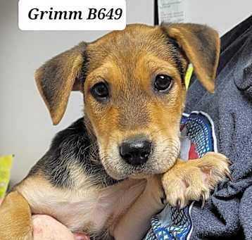 Photo of Grimm B649