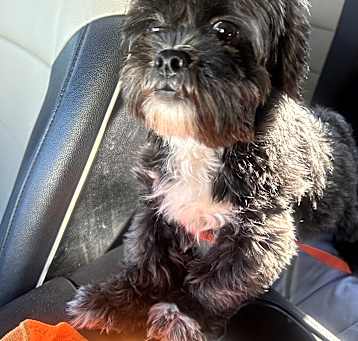 Photo of Bentley