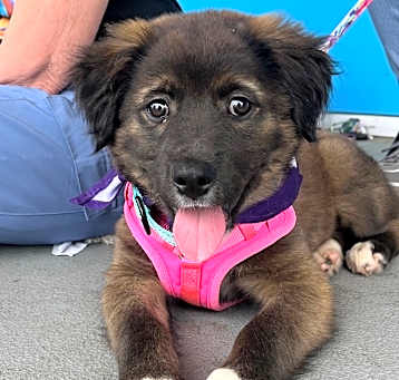 Photo of Peppermint